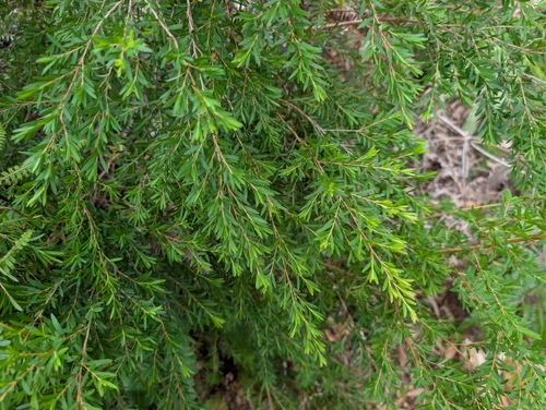 Leptospermum scoparium observed 2026-08-27