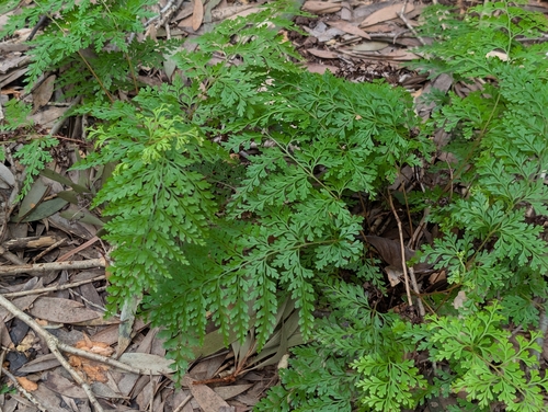 Odontosoria chinensis