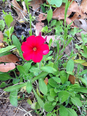 Phlox drummondii drummondii