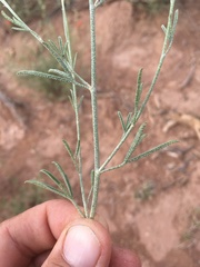 Sphaeralcea leptophylla
