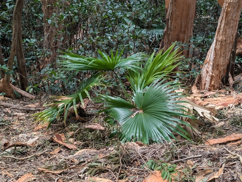 Livistona chinensis observed 2026-08-27