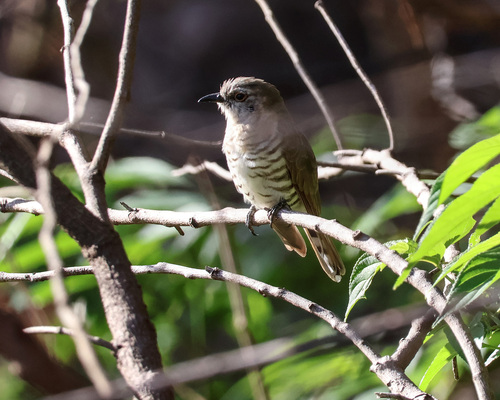 Little Bronze Cuckoo