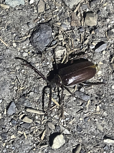 iNaturalist observation photo of Longhorn Beetles