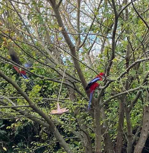 Crimson Rosella