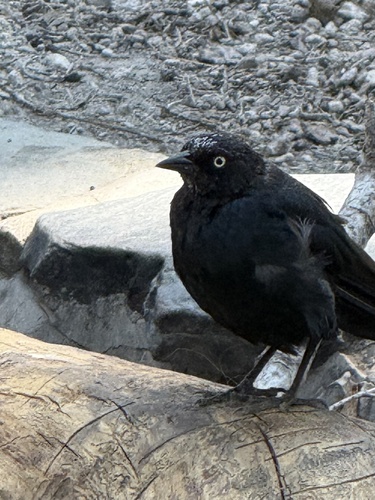 iNaturalist observation photo of Brewer's Blackbird