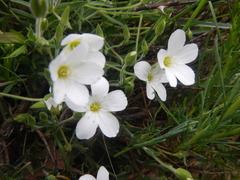 Arenaria montana