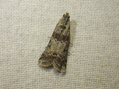 Ancylosis undulatella