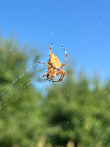 Cross Orbweaver
