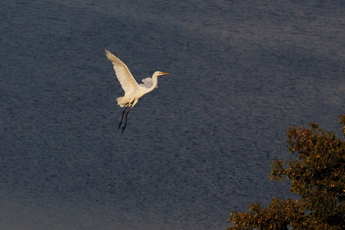 Great Egret