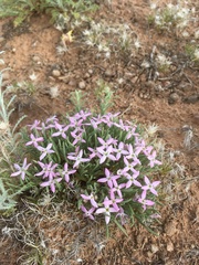 Houstonia rubra