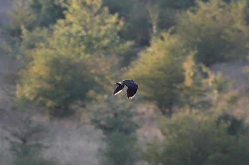 Northern Lapwing