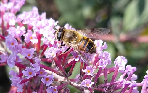 Common Drone Fly