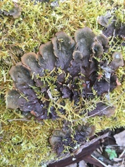 Peltigera canina