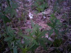 Geranium asiaticum
