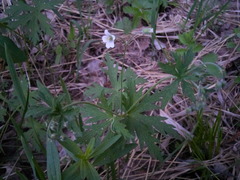 Geranium asiaticum