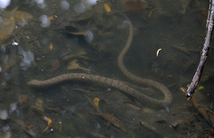 Cerberus schneiderii