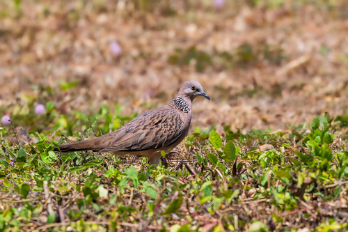 Spotted Dove (Southeast Asian)