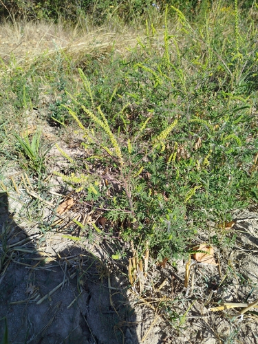 common ragweed