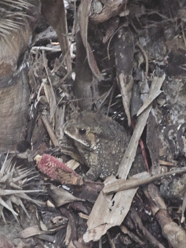 Asian Common Toad