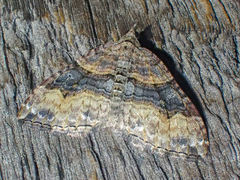 Xanthorhoe defensaria