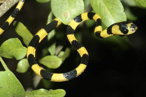 Photo of a Yellow-and-black Tree Snake (Lycodryas citrinus)