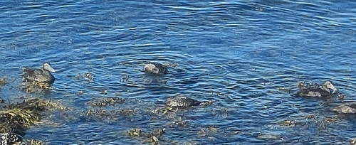 Common Eider