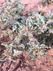 Acleisanthes diffusa