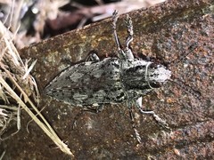 Texania fulleri