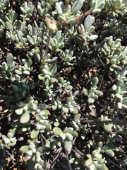 Eriogonum tripodum