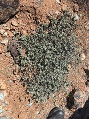 Eriogonum tripodum
