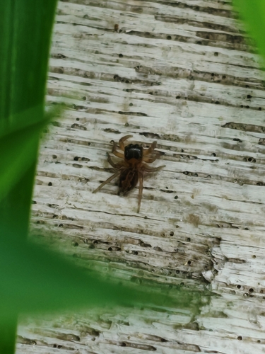 Adanson's House Jumper