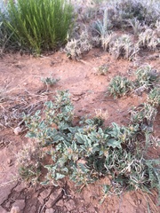 Acleisanthes diffusa