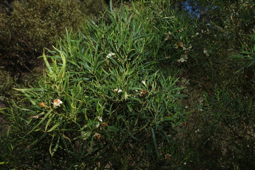 Eremophila deserti, photograph 6