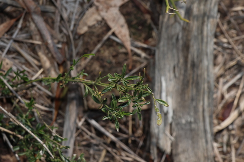 Jasminum didymum, photograph 3