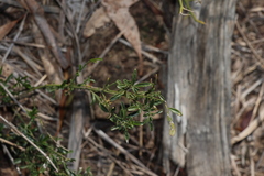Jasminum didymum, photograph (c) Greg Tasney, some rights reserved (CC BY-SA)