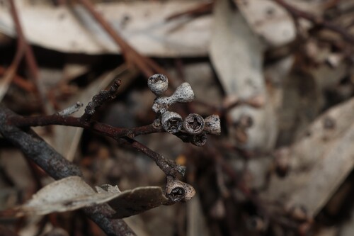 Eucalyptus odorata observed 2026-08-23