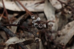 Eucalyptus woollsiana