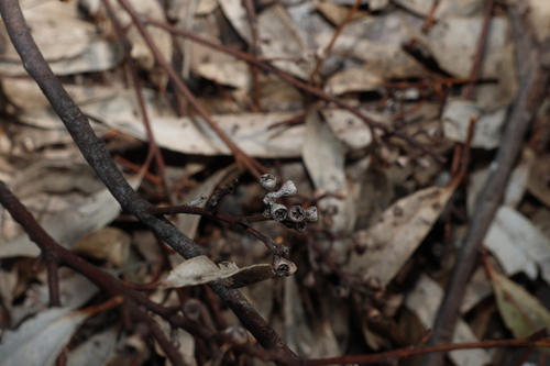 Eucalyptus woollsiana, photograph 1
