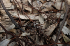 Eucalyptus woollsiana, photograph (c) Greg Tasney, some rights reserved (CC BY-SA)
