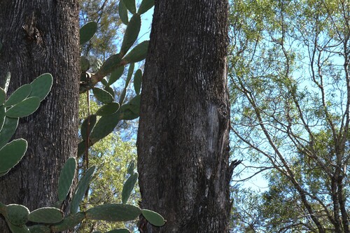 Eucalyptus woollsiana, photograph 2