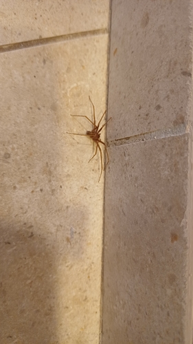 Mediterranean recluse