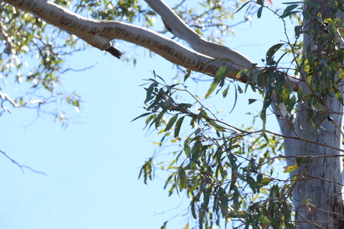 Eucalyptus woollsiana, photograph 4