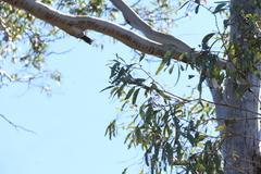 Eucalyptus woollsiana, photograph (c) Greg Tasney, some rights reserved (CC BY-SA)