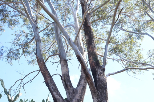 Eucalyptus woollsiana, photograph 3