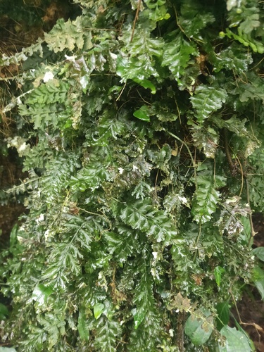 Vandenboschia auriculata observed 2026-08-26