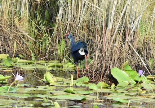 iNaturalist image