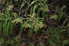 Geijera parviflora, photograph (c) Greg Tasney, some rights reserved (CC BY-SA)