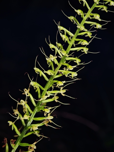 Peristylus calcaratus