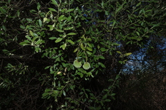 Capparis mitchellii, photograph (c) Greg Tasney, some rights reserved (CC BY-SA)