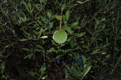 Capparis mitchellii
